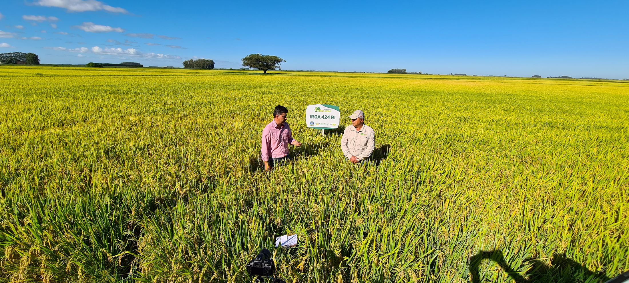 Lavoura de arroz irrigado em ponto de colheita, com placa da cultivar IRGA 424 RI e técnicos da Terra Dura no campo