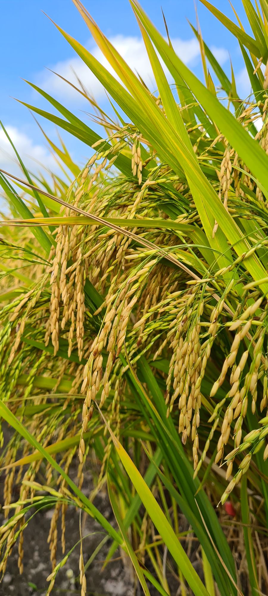 Panículas de arroz maduras, carregadas de grãos
